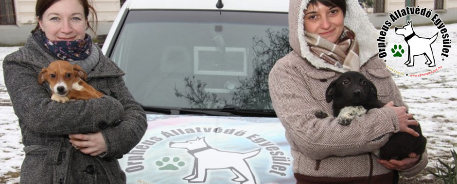 állatmenhelyek listája állatok, cica, állatmenhely, örökbefogadás, adóbevalláskor adó 1%